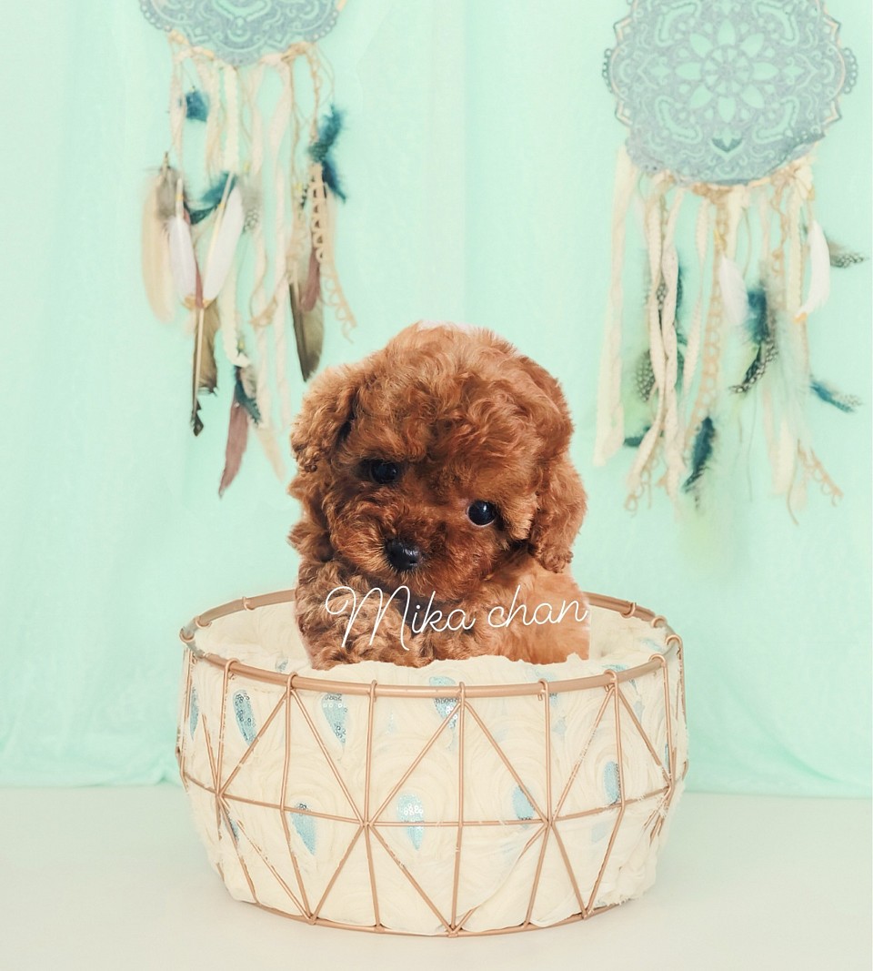 当犬舎より素敵な出逢いを🌹