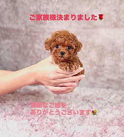 小さな女の子🐶神奈川県のご家族様へお迎え頂きました💐