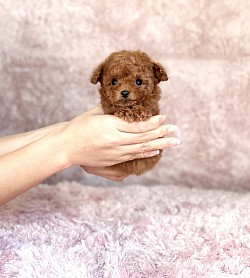 とっても小さな男の子🐾