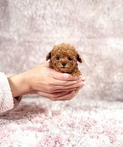 ティーカップサイズの女の子💕栃木県のご家族様へお迎え頂きました🌹