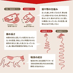 犬猫の構造①
