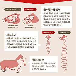 犬猫の構造②